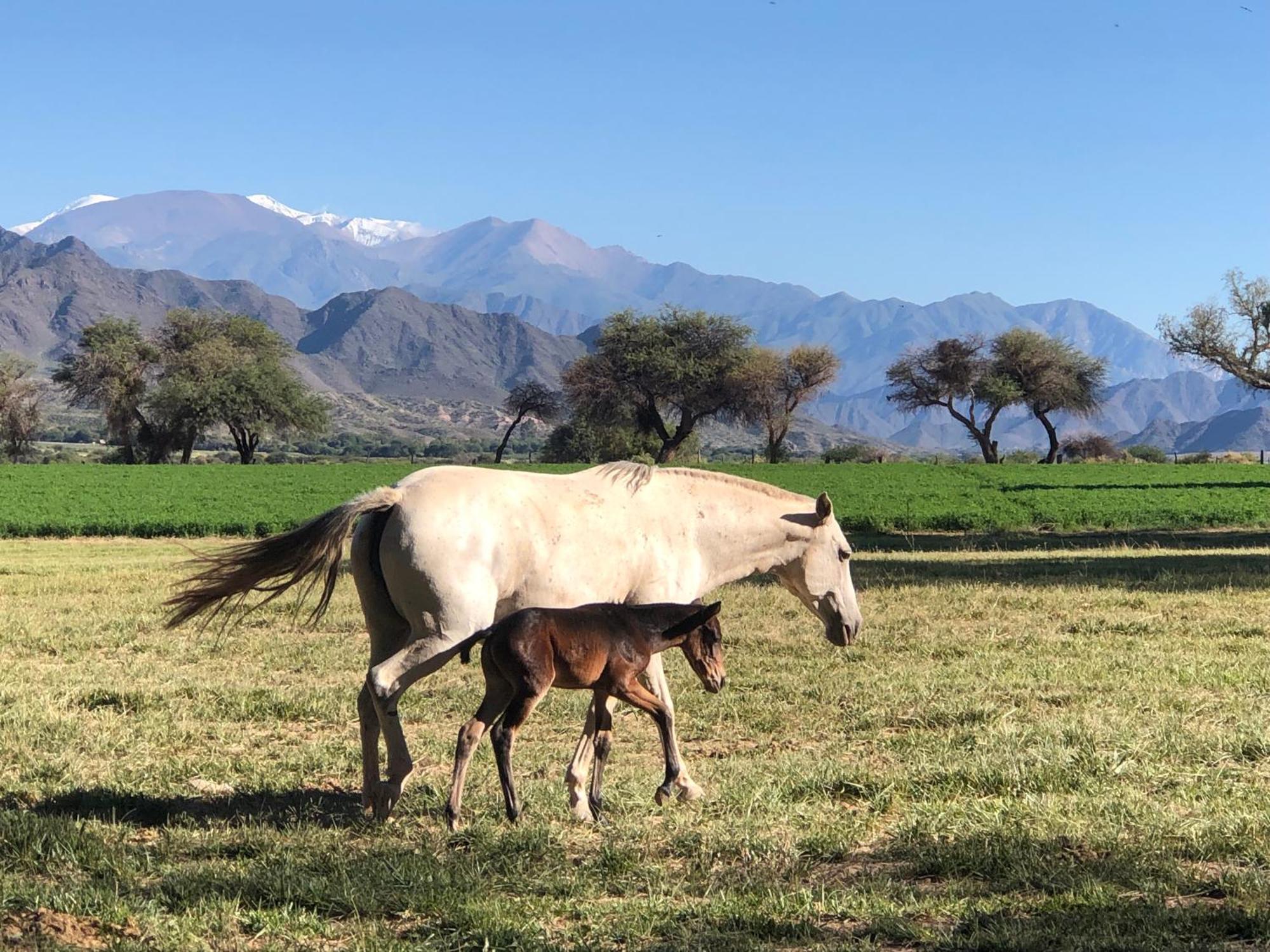 Estancia Banda Grande - Horse & Hiking Safaris Molinos Esterno foto